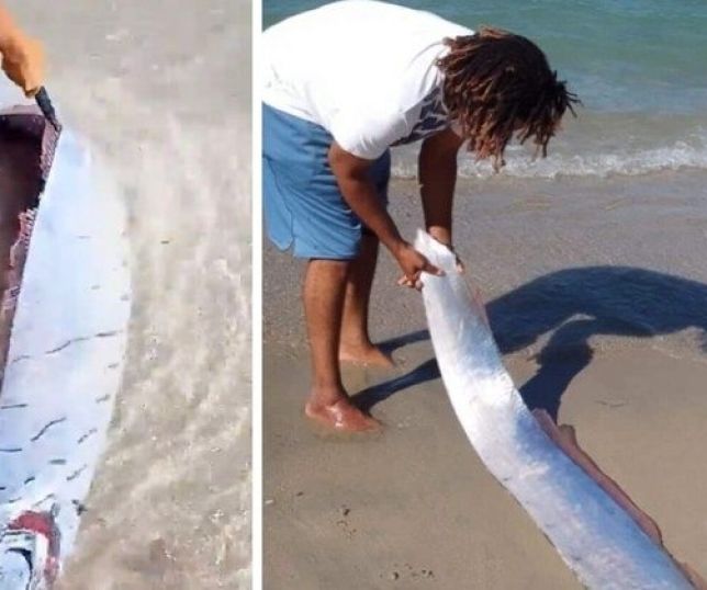 Notícias Peixe do fim do mundo é achado em praia perto de falha